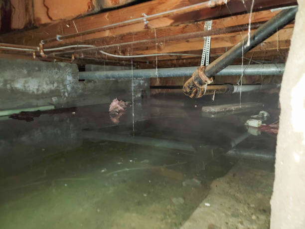 Best Water damage repair service  in Bad Axe, MI